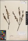 Foto von Salix eleagnos Scop.
